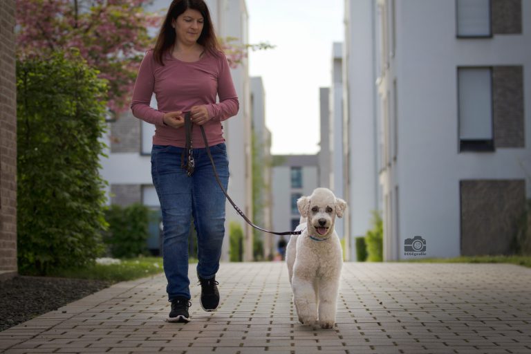Hundetraining in Heidelberg, Leimen und Umgebung