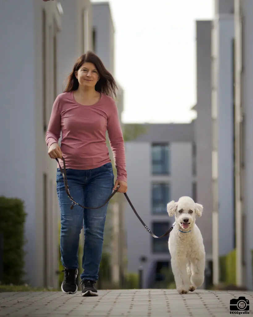 Wie dein Hund wieder an lockerer Leine läuft