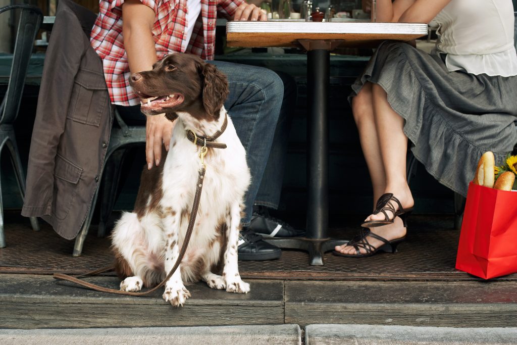 mit dem Hund gemütlich im Cafe sitzen nach dem Hundetraining in Heidelberg