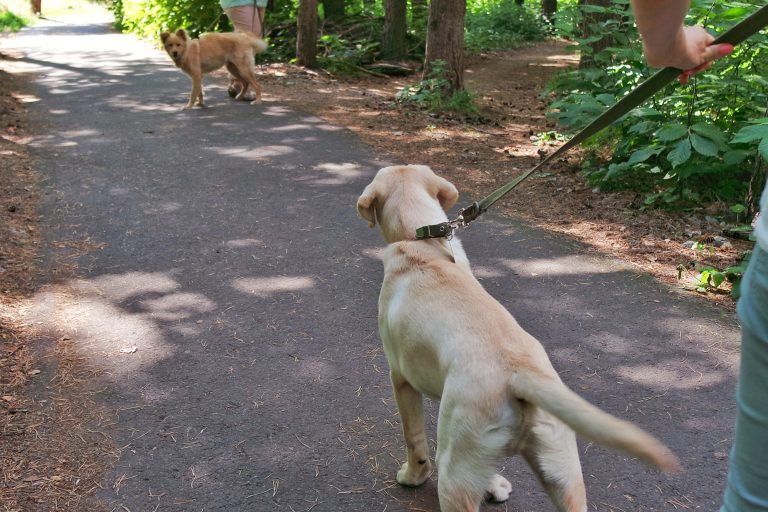 Hundebegegnungen mit Spaß in Gaiberg, Leimen und Bammental trainieren