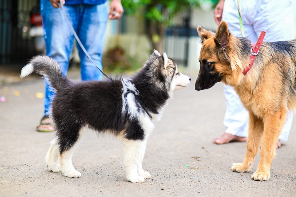 Hundebegegnungen fair trainieren in Heidelberg, Leimen und Umgebung