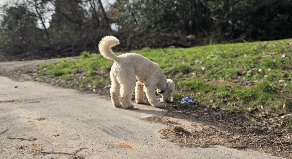 Hund frisst alles von der Straße
